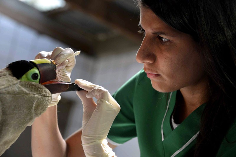 Injured Toucan Receives Compassion and Assistance from Across Costa Rica