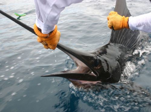 Quepos real estate for sale attracting sports fishing enthusiasts