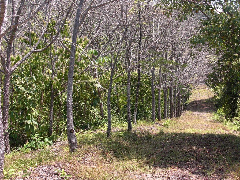 Develop and Use your Own Teak, Big Costa Rica Farms Close to Beach