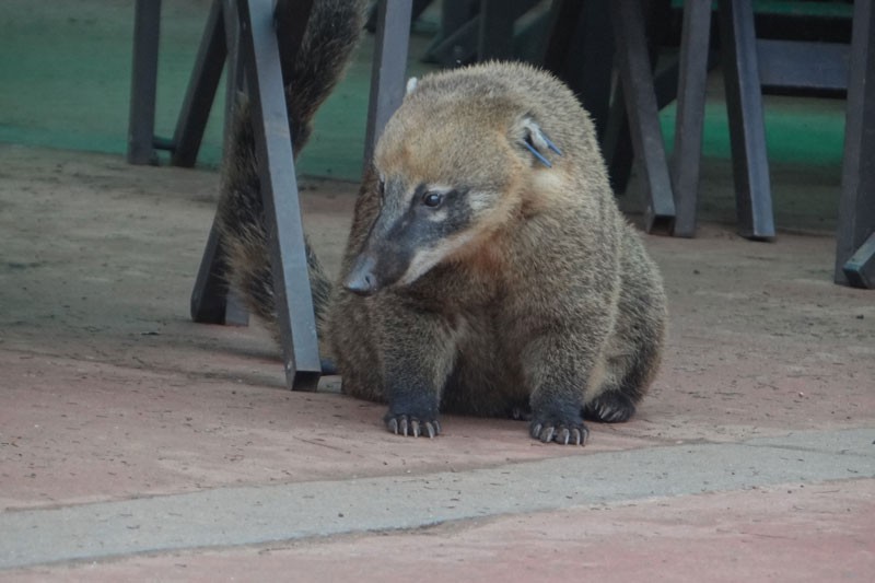 Adorable Coatis Present a Problem in Costa Rica