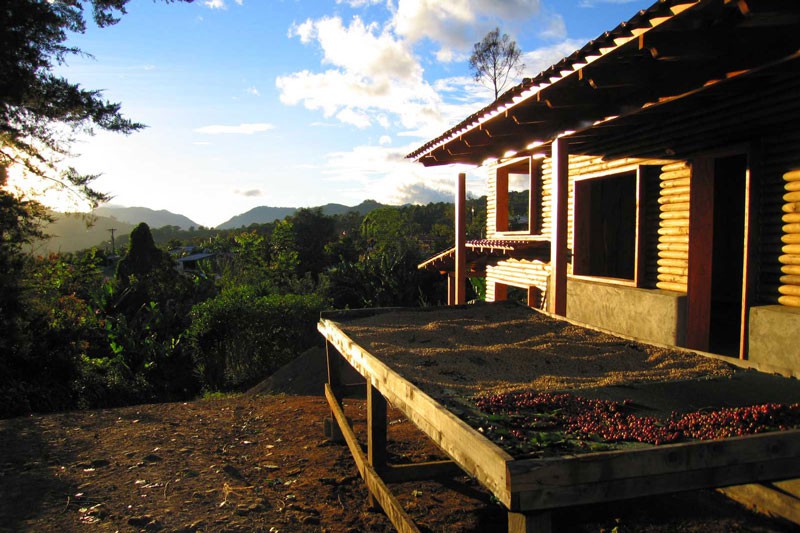 From Plant to Packaging: Coffee in Costa Rica
