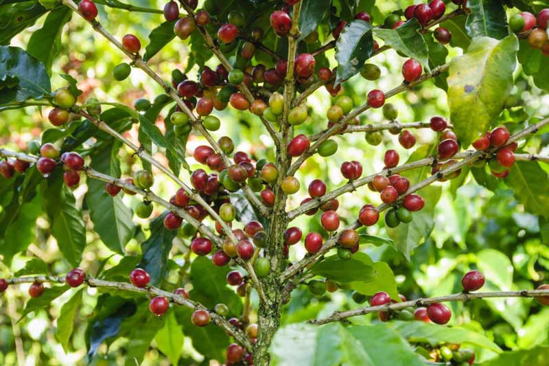 Gourmet Coffee Finally Available to Ticos