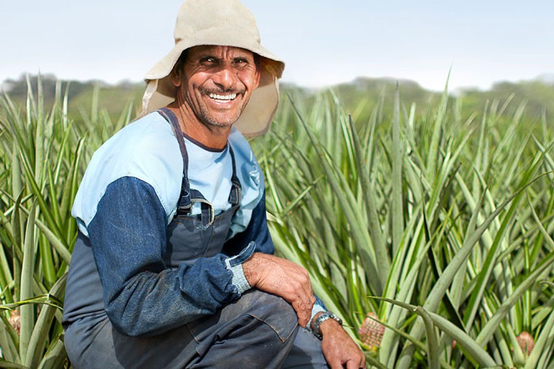 Dole, NCRC, and Costa Rica Launch Innovative New Pineapple and Banana PhD Programs