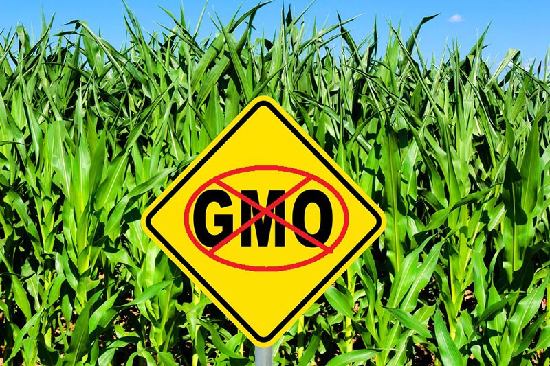 GMO Opponents Receive Victory from Costa Rican Court as Permitting Process Declared Unconstitutional