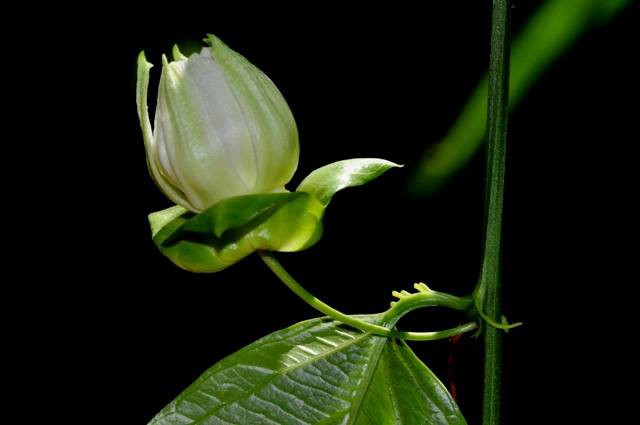 New Species of Passion Flower Adds to the Biodiversity of the Osa Peninsula