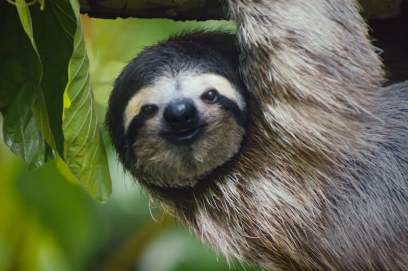 Costa Rican Animals Band Together to Save Overworked Canadians in New Tourism Campaign