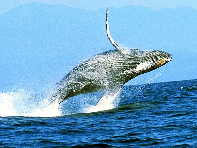 What to Expect from Envision Costa Rica