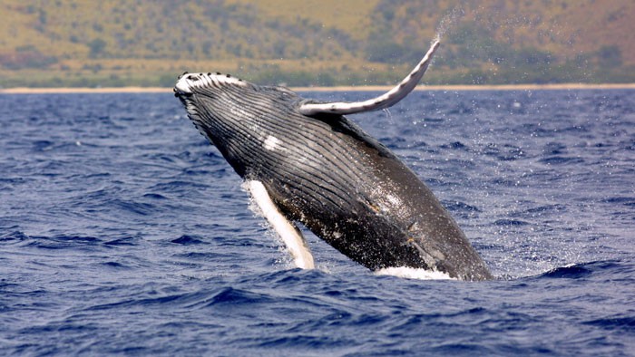 Costa Rica Set to Offer Small Tourism Businesses Credit for Osa Whale Watching